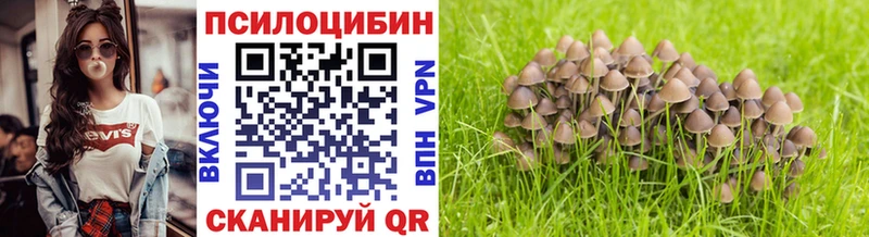 Галлюциногенные грибы Psilocybe закладки Грайворон